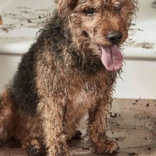 Pet friendly flooring info provided by Floor Xpo in Houston, TX