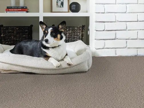 Perfect Home carpet from Floor Xpo has great warranty